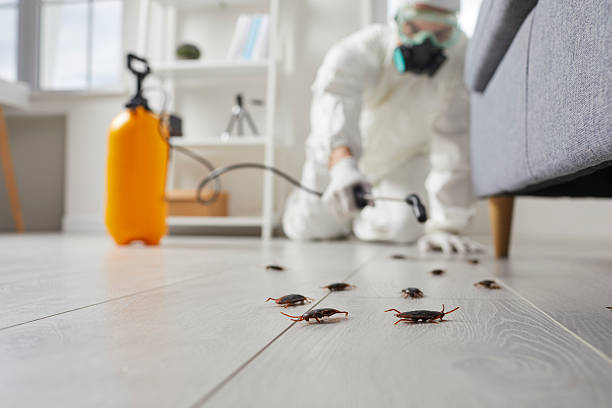 Post-Treatment Bed Bug Interceptor Monitoring in Thermal